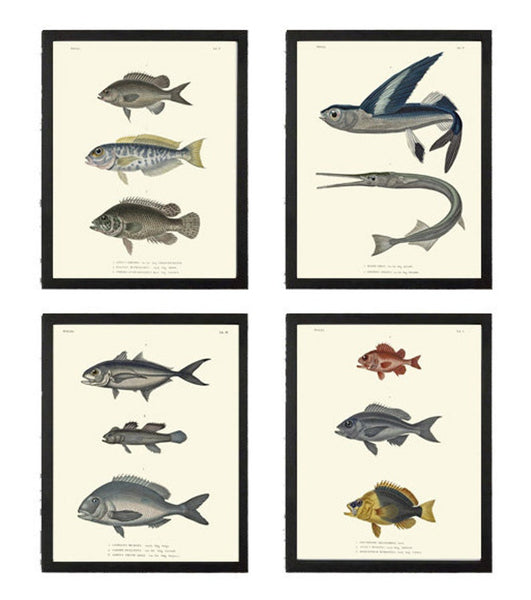 Vintage Fish Wall Art Set of 4 Prints Beautiful Antique Sea Ocean