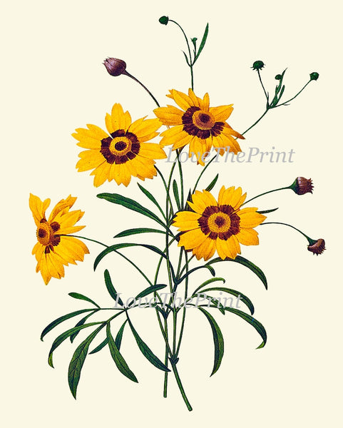 Botanical Wall Art Large Gallery Set of 12 Prints Yellow Beautiful Antique Flowers Floral Interior Design Designer Home Decor to Frame RE