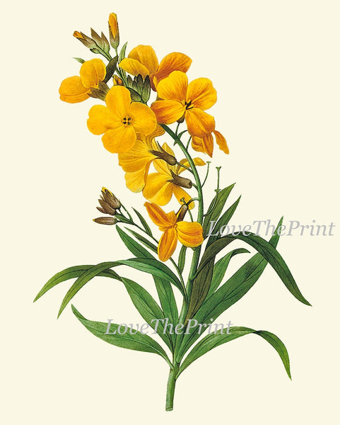 Botanical Wall Art Large Gallery Set of 12 Prints Yellow Beautiful Antique Flowers Floral Interior Design Designer Home Decor to Frame RE