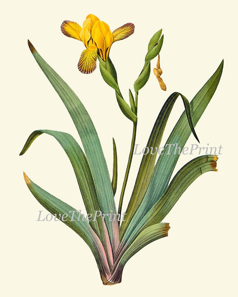 Botanical Wall Art Large Gallery Set of 12 Prints Yellow Beautiful Antique Flowers Floral Interior Design Designer Home Decor to Frame RE