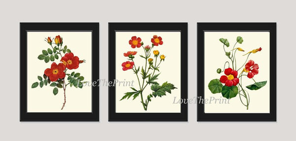 Red Flowers Botanical Wall Art Set of 3 Prints Beautiful Antique Vintage Roses Nasturtium Dining Room Farmhouse Home Room Decor to Frame RE