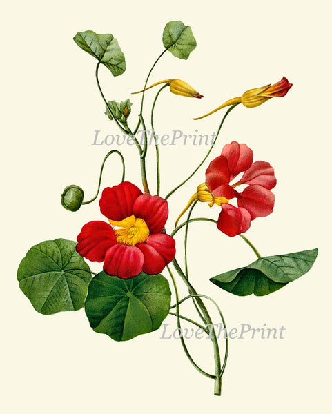 Red Flowers Botanical Wall Art Set of 6 Prints Beautiful Antique Vintage Peony Roses Camellia Nasturtium Dining Room Home Decor to Frame RE