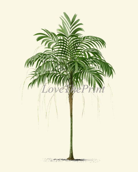 Vintage Palm Tree Print Tropical Botanical Wall Art Set of 2 Prints Beautiful Antique Beach Home Room Decor Dining Room Bedroom to Frame PTL