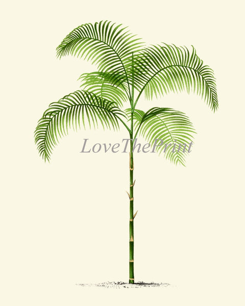 Vintage Palm Tree Print Tropical Botanical Wall Art Set of 2 Prints Beautiful Antique Beach Home Room Decor Dining Room Bedroom to Frame PTL