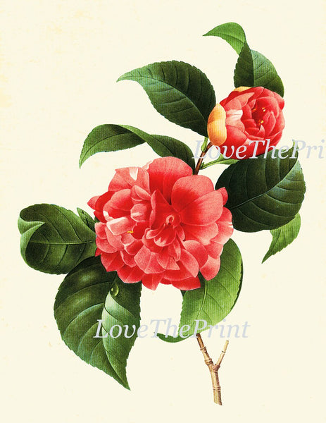 Red Flowers Botanical Wall Art Set of 9 Prints Beautiful Antique Vintage Peony Roses Camellia Nasturtium Dining Room Home Decor to Frame RE