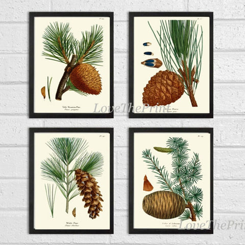 Pinecone Botanical Wall Art Set of 4 Prints Beautiful Antique Vintage Pine Tree Cones Forest Nature Farmhouse Cabin Home Decor to Frame R