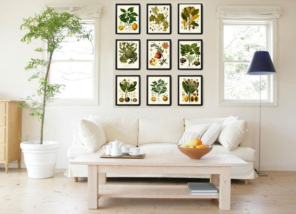 Tropical Fruit Botanical Wall Art Set of 9 Prints Beautiful Antique Vintage Lemon Orange Pomegranate Grapes Kitchen Home Decor to Frame KOH