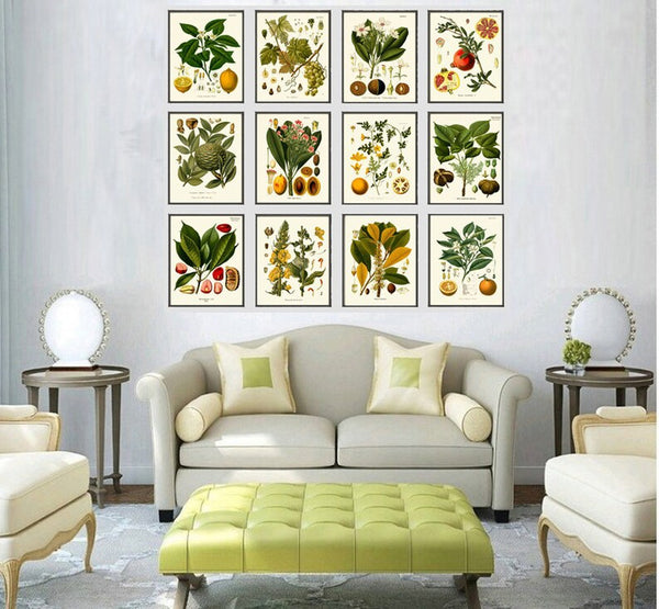 Tropical Fruit Botanical Wall Art Set of 12 Prints Beautiful Antique Vintage Lemon Orange Pomegranate Grapes Home Room Decor to Frame KOH