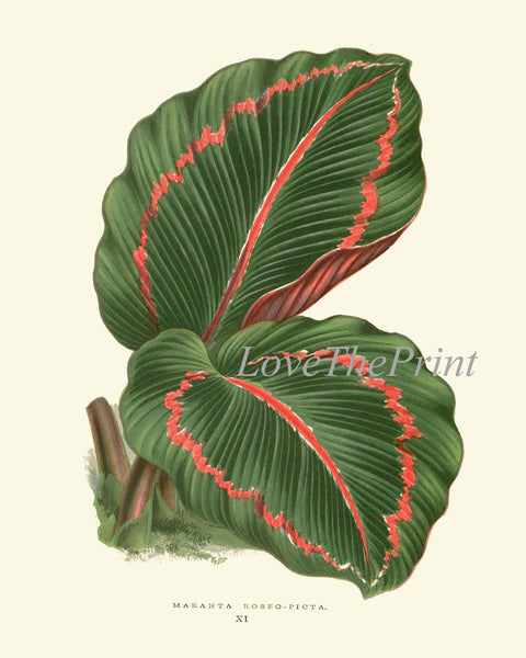 Leaf Botanical Prints Wall Art Set of 6 Beautiful Antique Vintage Garden Plant Leaves Green Outdoor Nature Home Room Decor to Frame LEJ