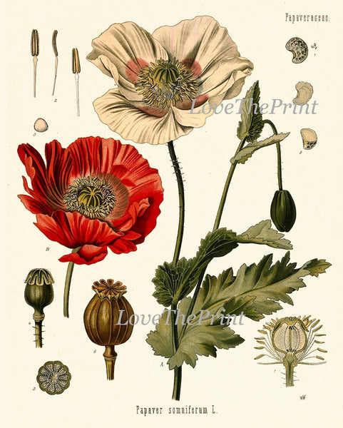 Red Poppy Roses Dandelion Hollyhocks Botanical Wall Art Set of4 Prints Beautiful Antique Vintage Flower Poster Home Room Decor to Frame KOH