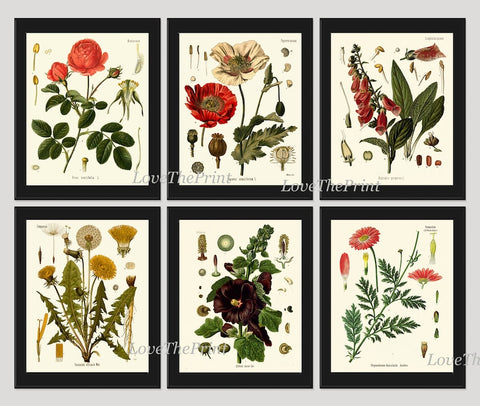 Red Poppy Roses Dandelion Hollyhock Botanical Wall Art Set of 6 Prints Beautiful Antique Vintage Flower Poster Home Room Decor to Frame KOH