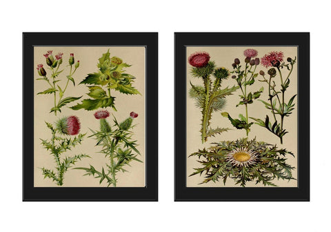 Thistle Botanical Wall Art Set of 2 Prints Beautiful Antique Vintage Pink Purple Wildflower Flowers Floral Home Room Decor to Frame BNF