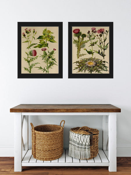 Thistle Botanical Wall Art Set of 2 Prints Beautiful Antique Vintage Pink Purple Wildflower Flowers Floral Home Room Decor to Frame BNF