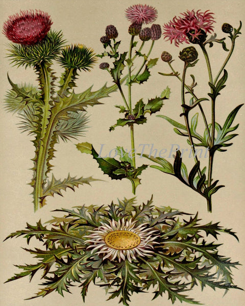 Thistle Botanical Wall Art Set of 2 Prints Beautiful Antique Vintage Pink Purple Wildflower Flowers Floral Home Room Decor to Frame BNF