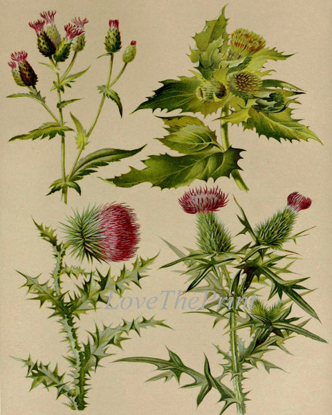 Thistle Botanical Wall Art Set of 2 Prints Beautiful Antique Vintage Pink Purple Wildflower Flowers Floral Home Room Decor to Frame BNF