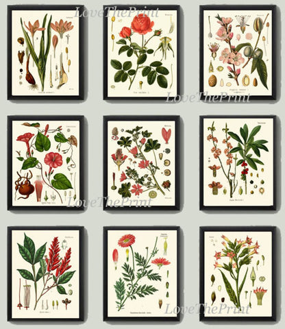 Botanical Wall Art Set of 9 Prints Beautiful Antique Vintage Red Pink Flowers Blooming Almond Roses Garden Home Room Decor to Frame KOH