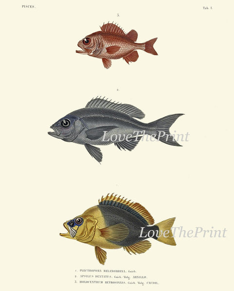 Vintage Fish Wall Art Set of 4 Prints Beautiful Antique Sea Ocean Beach Decoration Coastal Tropical Cottage Bathroom Home Decor to Frame HFP