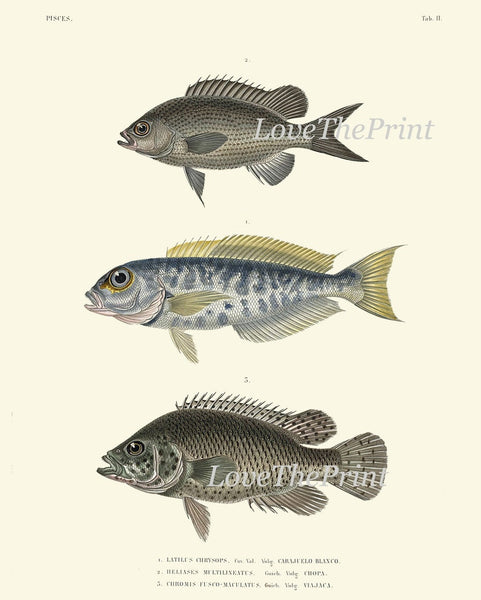 Vintage Fish Wall Art Set of 4 Prints Beautiful Antique Sea Ocean Beach Decoration Coastal Tropical Cottage Bathroom Home Decor to Frame HFP