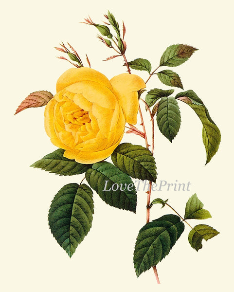 Botanical Wall Art Large Gallery Set of 12 Prints Yellow Beautiful Antique Flowers Floral Interior Design Designer Home Decor to Frame RE