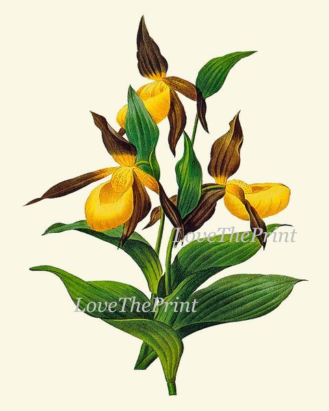 Botanical Wall Art Large Gallery Set of 12 Prints Yellow Beautiful Antique Flowers Floral Interior Design Designer Home Decor to Frame RE