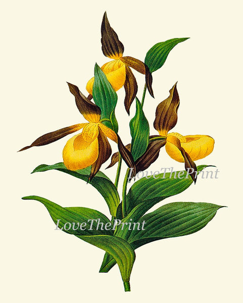 Botanical Wall Art Large Gallery Set of 16 Prints Yellow Beautiful Antique Flowers Floral Interior Design Designer Home Decor to Frame RE