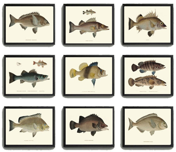 Vintage Fish Wall Art Set of 9 Prints Beautiful Antique Fishes Fishing Cabin Rustic Lake River Outdoor Nature Rustic Home Decor to Frame FJ