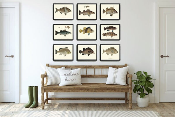 Vintage Fish Wall Art Set of 9 Prints Beautiful Antique Fishes Fishing Cabin Rustic Lake River Outdoor Nature Rustic Home Decor to Frame FJ