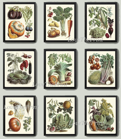 Vegetables Botanical Wall Art Set of 9 Prints Beautiful Antique Vintage Tomato Cabbage Carrot Garden Plant Collection Home Decor to Frame LP