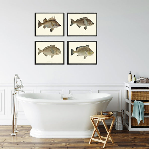 Vintage Fish Wall Art Set of 4 Prints Beautiful Antique Sea Ocean Beach Lake House Cabin Decoration Bathroom Office Home Decor to Frame FJ