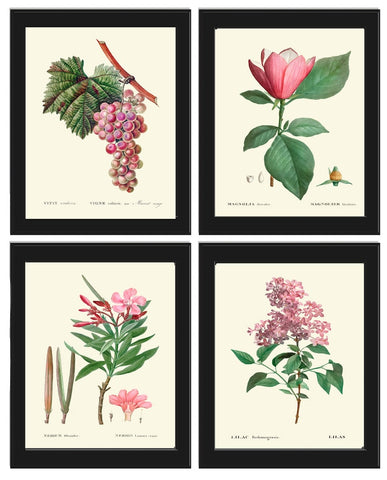 Botanical Wall Art Set of 4 Prints Beautiful Antique Vintage Pink Flowers Poster Grapes Magnolia Lilac Spring Home Room Decor to Frame TDA