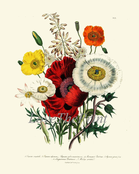 Wildflowers Botanical Wall Art Set of 6 Prints Beautiful Yellow Daisy Red Poppies Cornflower Bachelor's Button Home Room Decor to Frame LEB