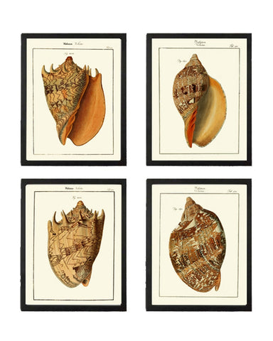 Seashells Wall Art Set of 4 Prints Beautiful Antique Vintage Sea Shell Ocean Beach House Bathroom Office Bedroom Home Decor to Frame MART