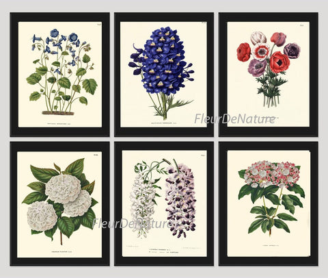 Botanical Wall Art Set of 6 Prints Beautiful Vintage Antique Blue Larkspur White Pink Hydrangea Anemone Plants Home Room Decor to Frame WITT