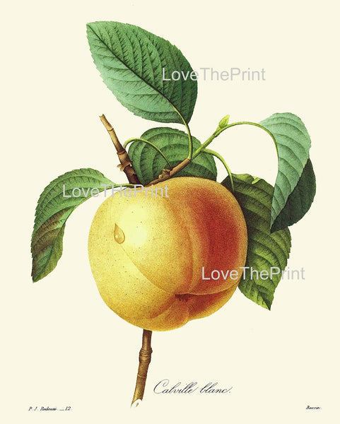 Fruit Botanical Wall Art Set of 3 Prints Beautiful Vintage Antique Pear Peach Apple Dining Room Kitchen Farmhouse Home Decor to Frame REDT