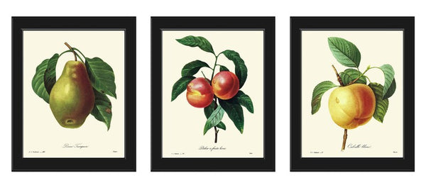 Fruit Botanical Wall Art Set of 3 Prints Beautiful Vintage Antique Pear Peach Apple Dining Room Kitchen Farmhouse Home Decor to Frame REDT