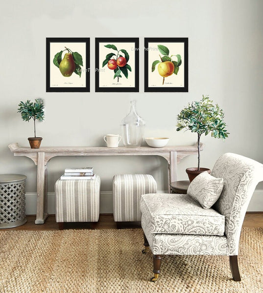 Fruit Botanical Wall Art Set of 3 Prints Beautiful Vintage Antique Pear Peach Apple Dining Room Kitchen Farmhouse Home Decor to Frame REDT