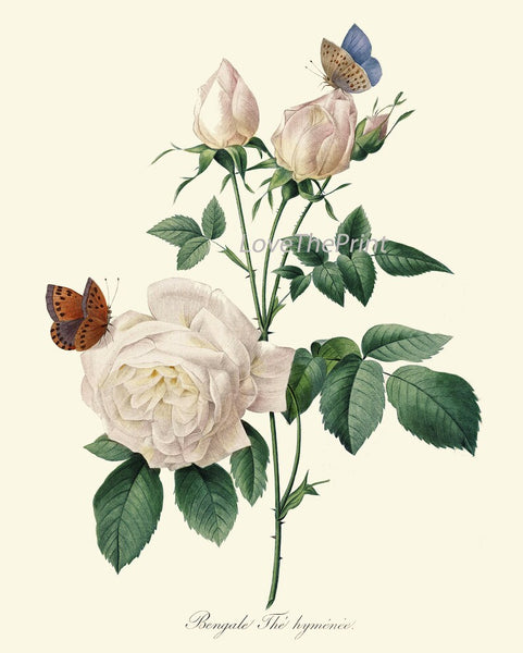 Roses Botanical Print Set of 4 Prints Beautiful Antique Wall Art White Pink Yellow Flowers French Garden Romantic Home Decor to Frame REDT