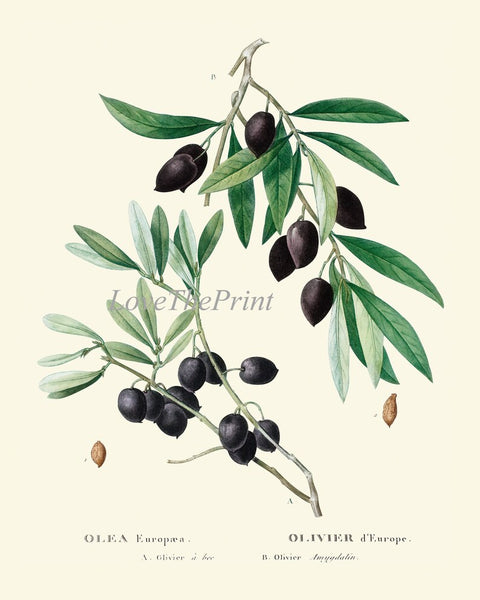 Olive Botanical Wall Art Set of 6 Prints Beautiful Antique Vintage Olives Tree Varieties Italian Italy Kitchen Home Room Decor to Frame TDA