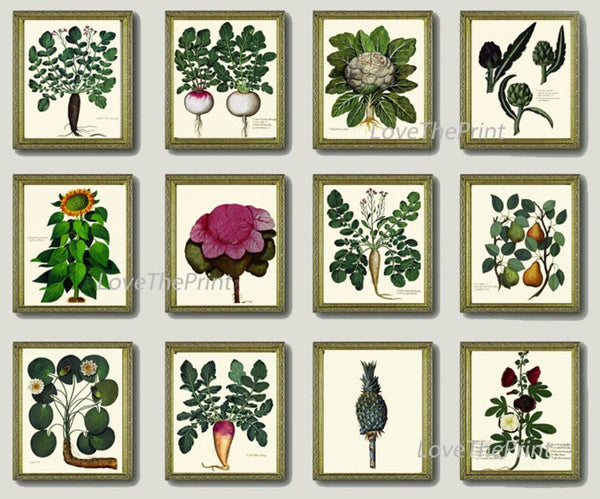 Vegetable Fruit Vintage Antique Pints Wall Art Botanical Set of 12 Beautiful Garden Kitchen Dining Room Large Gallery Home Decor to Frame UA