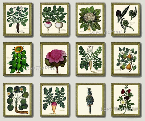 Vegetable Fruit Vintage Antique Pints Wall Art Botanical Set of 12 Beautiful Garden Kitchen Dining Room Large Gallery Home Decor to Frame UA