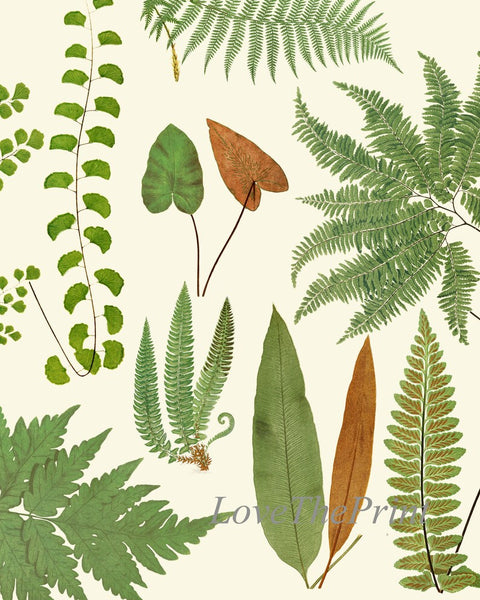 Vintage Fern Prints Botanical Wall Art Set of 4 Beautiful Antique Fern Varieties Plant Chart Green Outdoor Garden Home Decor to Frame EJL