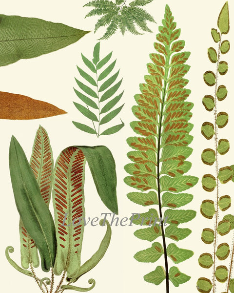 Vintage Fern Prints Botanical Wall Art Set of 4 Beautiful Antique Fern Varieties Plant Chart Green Outdoor Garden Home Decor to Frame EJL