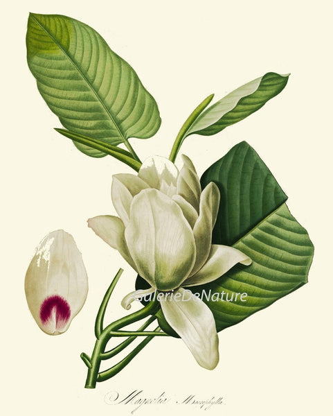 White Flower Botanical Prints Wall Art Set of 12 Beautiful Antique Vintage Peony Roses Magnolia Lily Narcissus Home Room Decor to Frame REDT