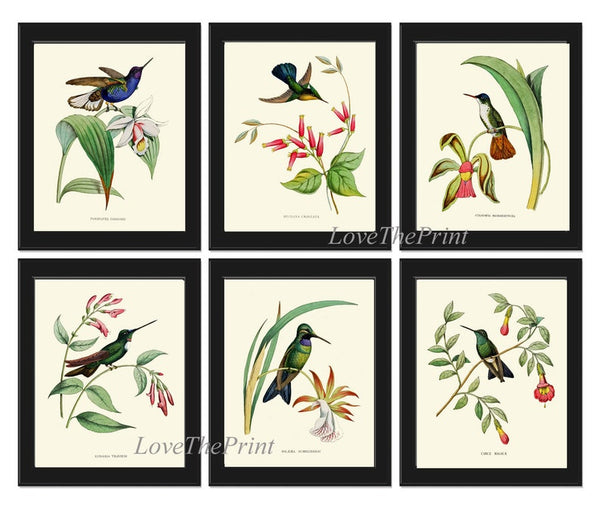 Hummingbirds Bird Wall Art Print Set of 6 Prints Antique Vintage Tropical Island Nature Beach House Cottage Garden Home Decor to Frame NDO