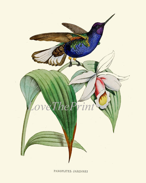 Hummingbirds Bird Wall Art Print Set of 6 Prints Antique Vintage Tropical Island Nature Beach House Cottage Garden Home Decor to Frame NDO