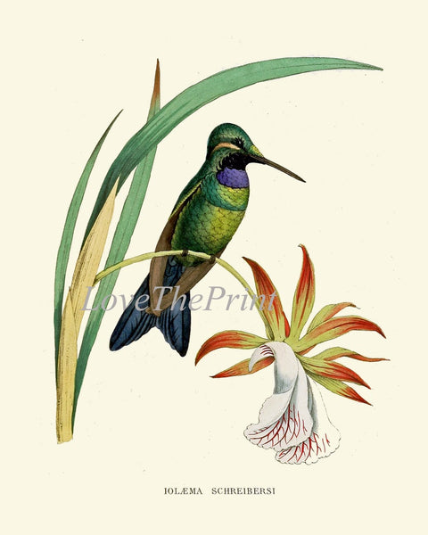 Hummingbirds Bird Wall Art Print Set of 6 Prints Antique Vintage Tropical Island Nature Beach House Cottage Garden Home Decor to Frame NDO