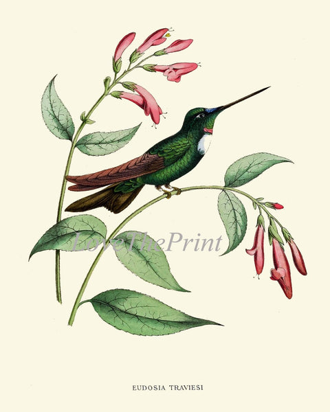 Hummingbirds Bird Wall Art Print Set of 6 Prints Antique Vintage Tropical Island Nature Beach House Cottage Garden Home Decor to Frame NDO