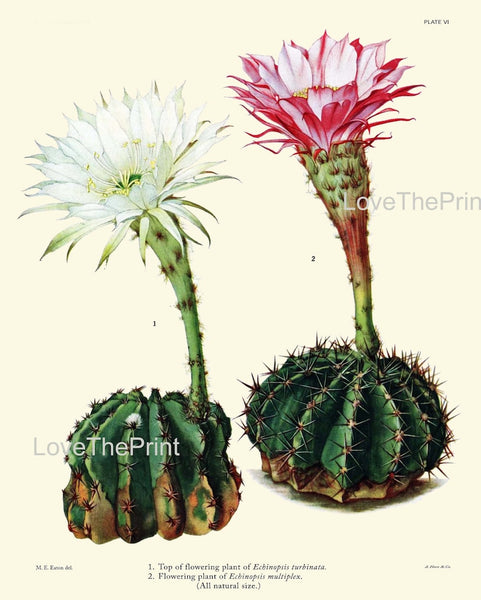 Vintage Cactus Plant Botanical Wall Art Set of 6 Prints Beautiful Antique Blooming Flowers Exotic Tropical Home Room Decor to Frame CACT