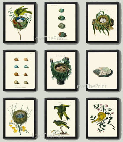 Vintage Bird Nest Eggs Prints Wall Art Set of 9 Beautiful Antique Cottage Farmhouse Birds Illustration Book Plate Home Decor to Frame BJB