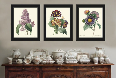 Purple Violet Lilac Aster Botanical Wall Art Set of 3 Prints Beautiful Antique Vintage Flowers Spring Garden Plants Home Decor to Frame REDT